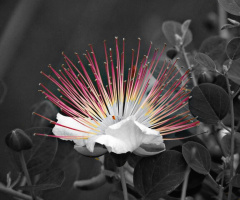 Capers flower