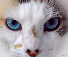 Blue eyes