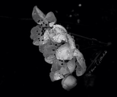 Blossom 