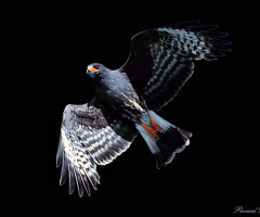 Eagle in the dark VI
