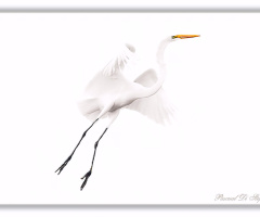 Dream in white