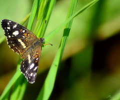 Little butterfly