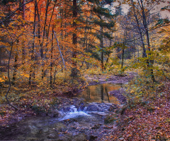 Deep in the forest