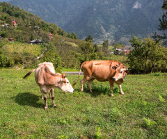 Macahel'in Kraliçeleri