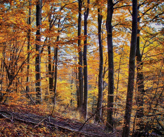 Deep in the forest II