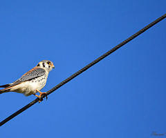 Falco sparverius IV