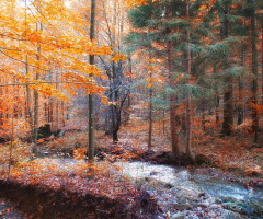 Morning in forest
