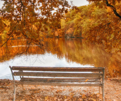 Bench on the lake