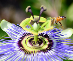 Bee of passiflora