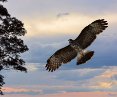 See my wings III