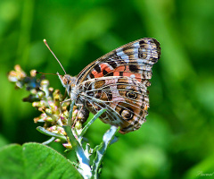 Little butterfly III