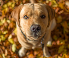 Autumn Colors ;)