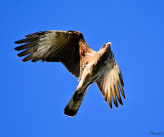 Fly with me II