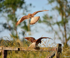Arrival and departure II
