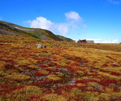 Red grass