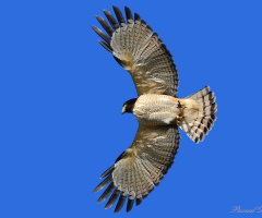 Come to fly with me