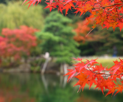 red maple