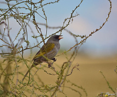 The sunset singer