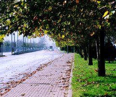Sonbahar 