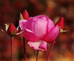 Autumn rose