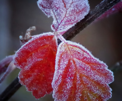 Frosty red