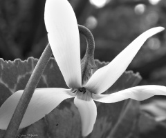 Cyclamen