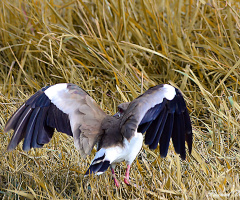 Landing