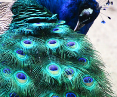 blue eyes