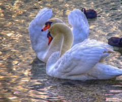 On swan lake