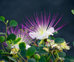 Capparis