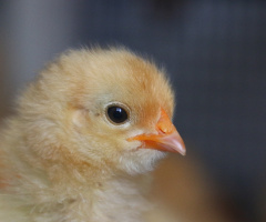 innocent eye
