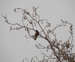 Waiting spring