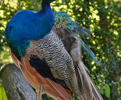 Peacock portrait