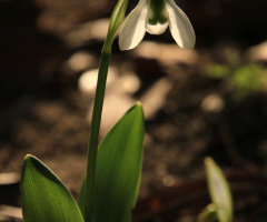 snowdrop