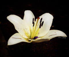 Lilium 