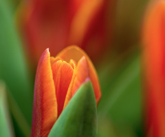 Tulip Spring