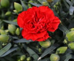 Kırmızı Karanfil
