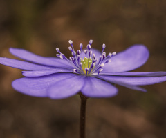 Leberblümchen - Hepatica nobilis