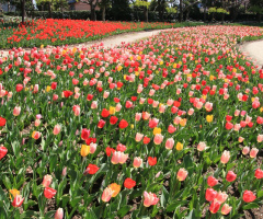 spring