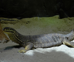 Komodo Ejderi