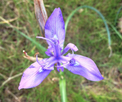 Iris