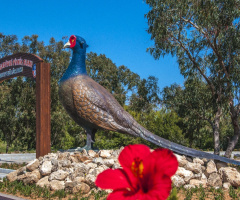 Pheasant