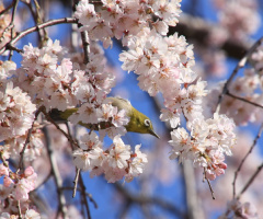 white eye