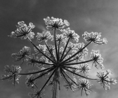 anthriscus sylvestris