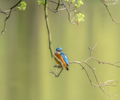 Kingfisher