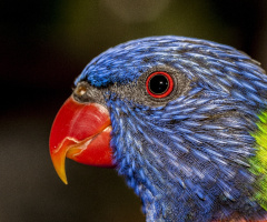 Rainbow Lorikeet