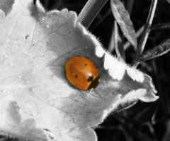 Ladybug