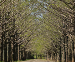tree-lined street
