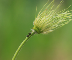 walking ant