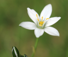 white star